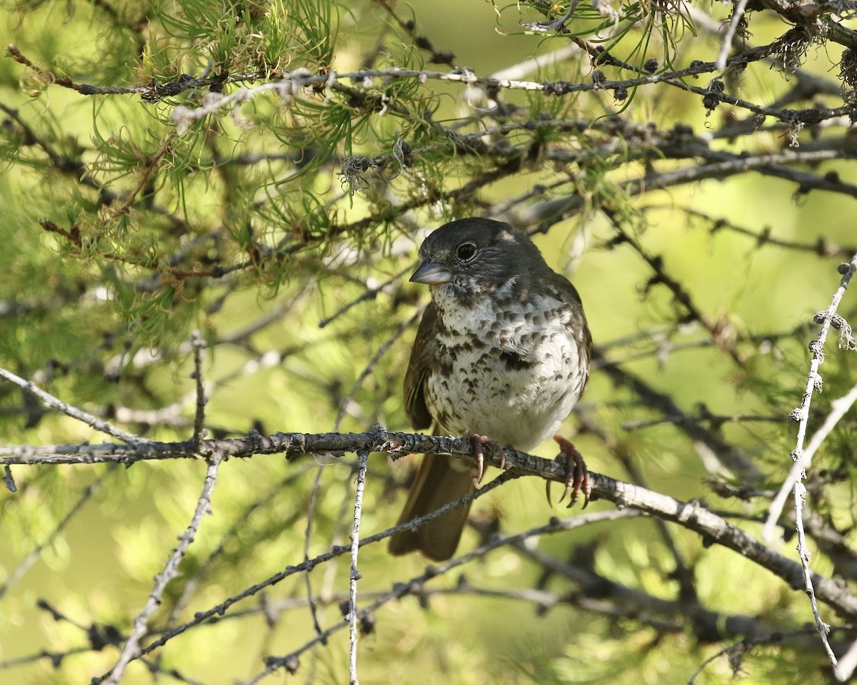 Fox Sparrow (Slate-colored) - ML619869593