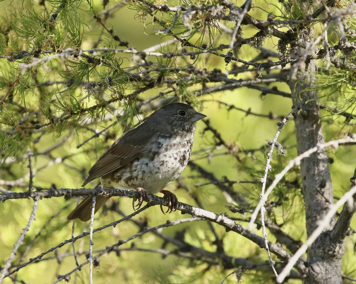 Fox Sparrow (Slate-colored) - ML619869594