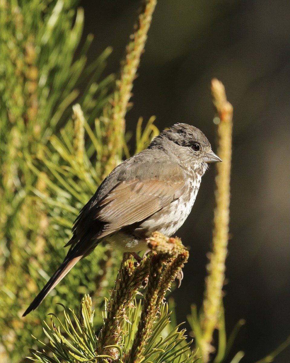 Fox Sparrow (Slate-colored) - ML619869595