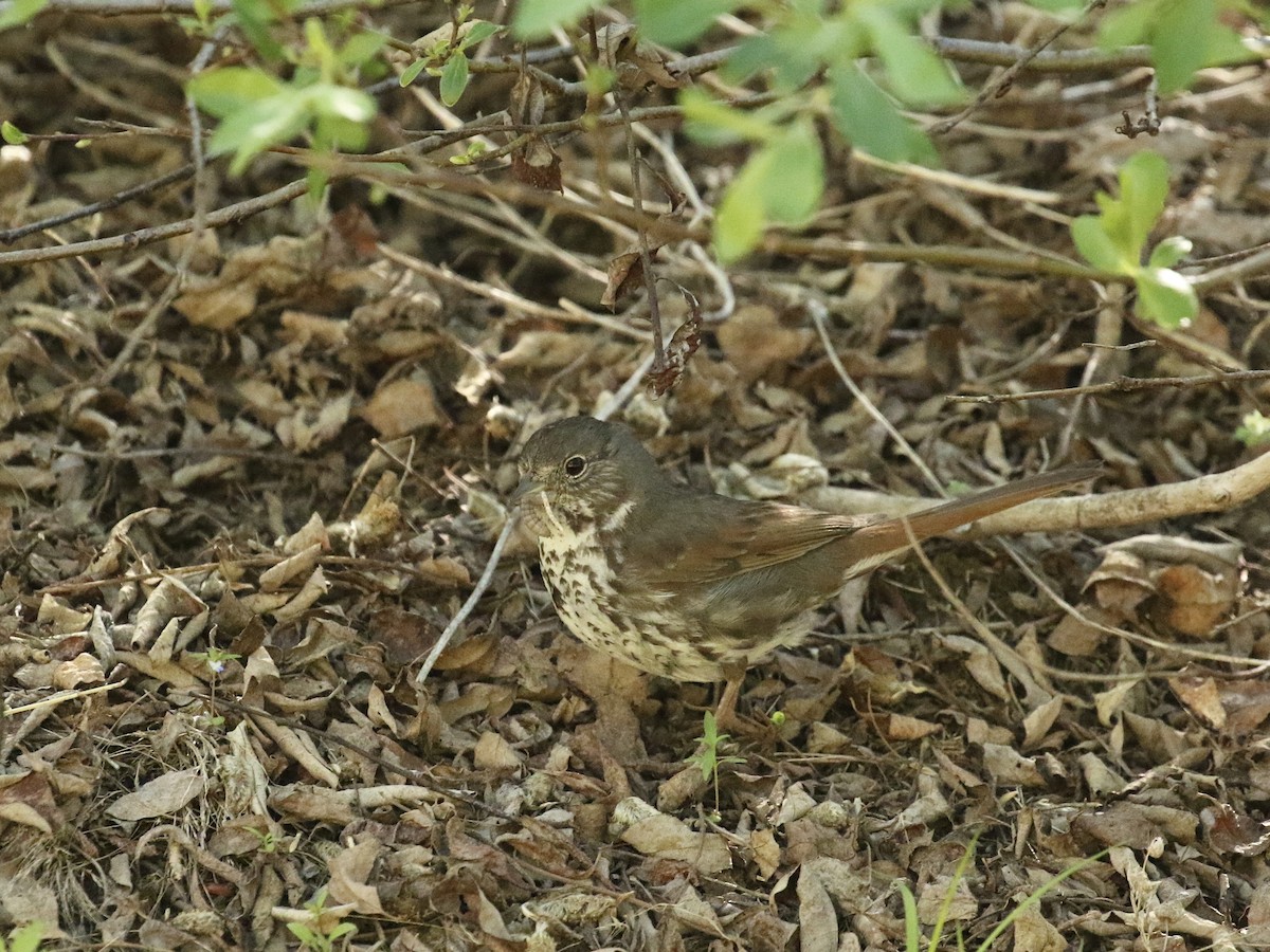 Fox Sparrow (Slate-colored) - ML619869596