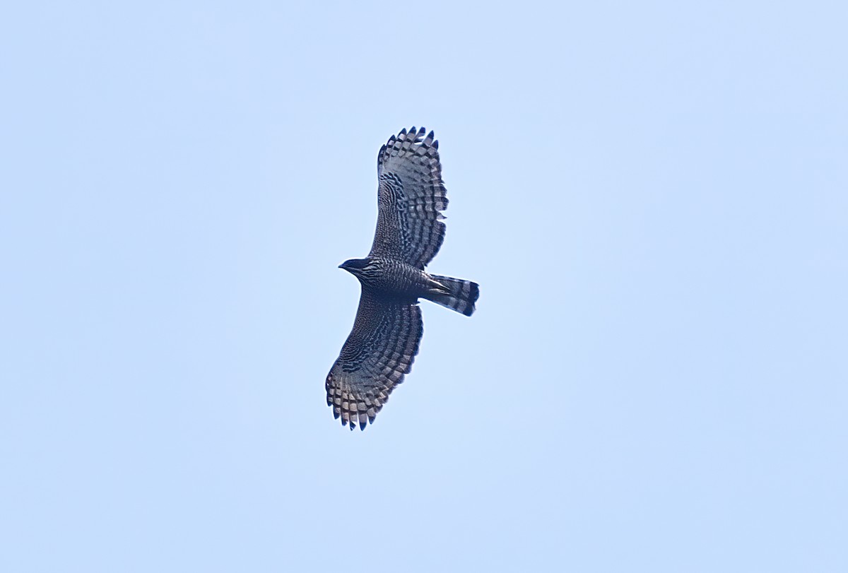 Águila Montañesa - ML619869599