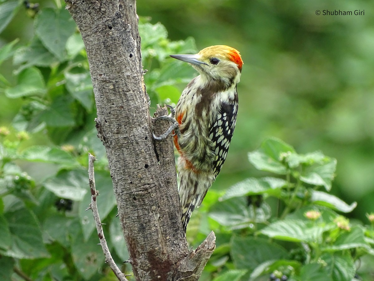 Yellow-crowned Woodpecker - ML619869600