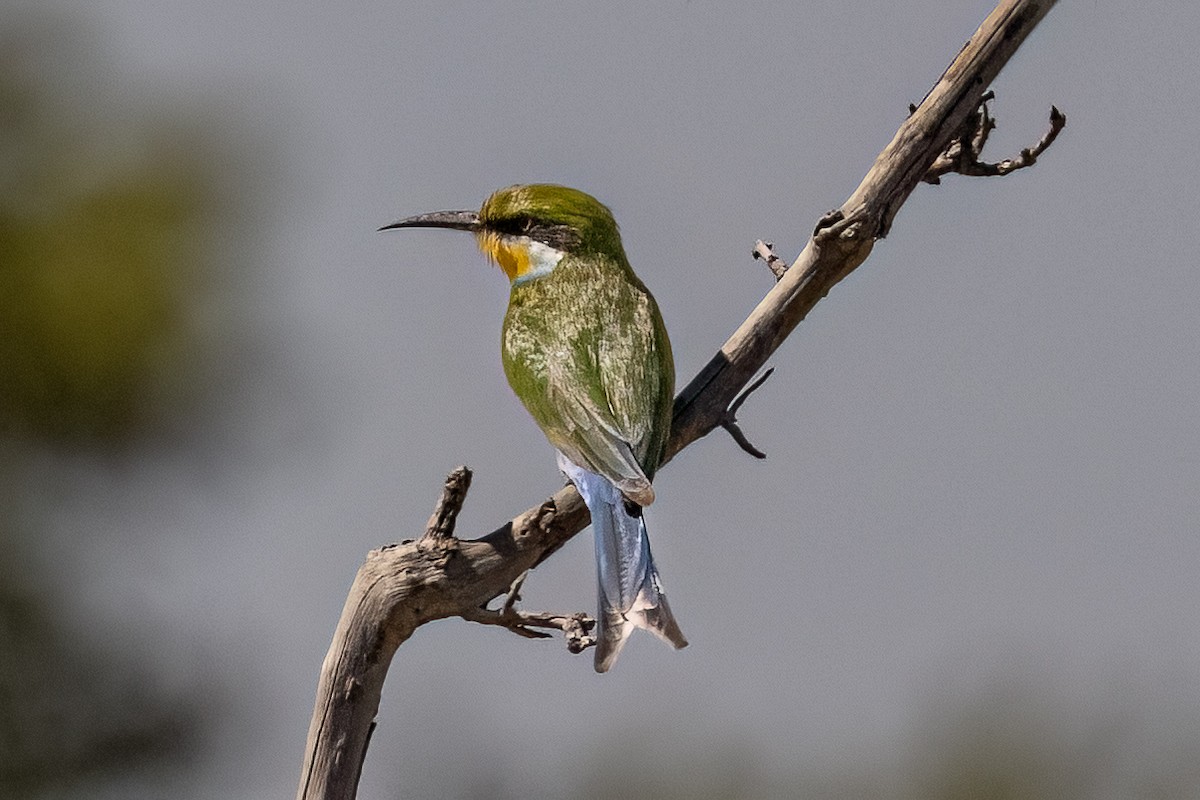 Swallow-tailed Bee-eater - ML619869610