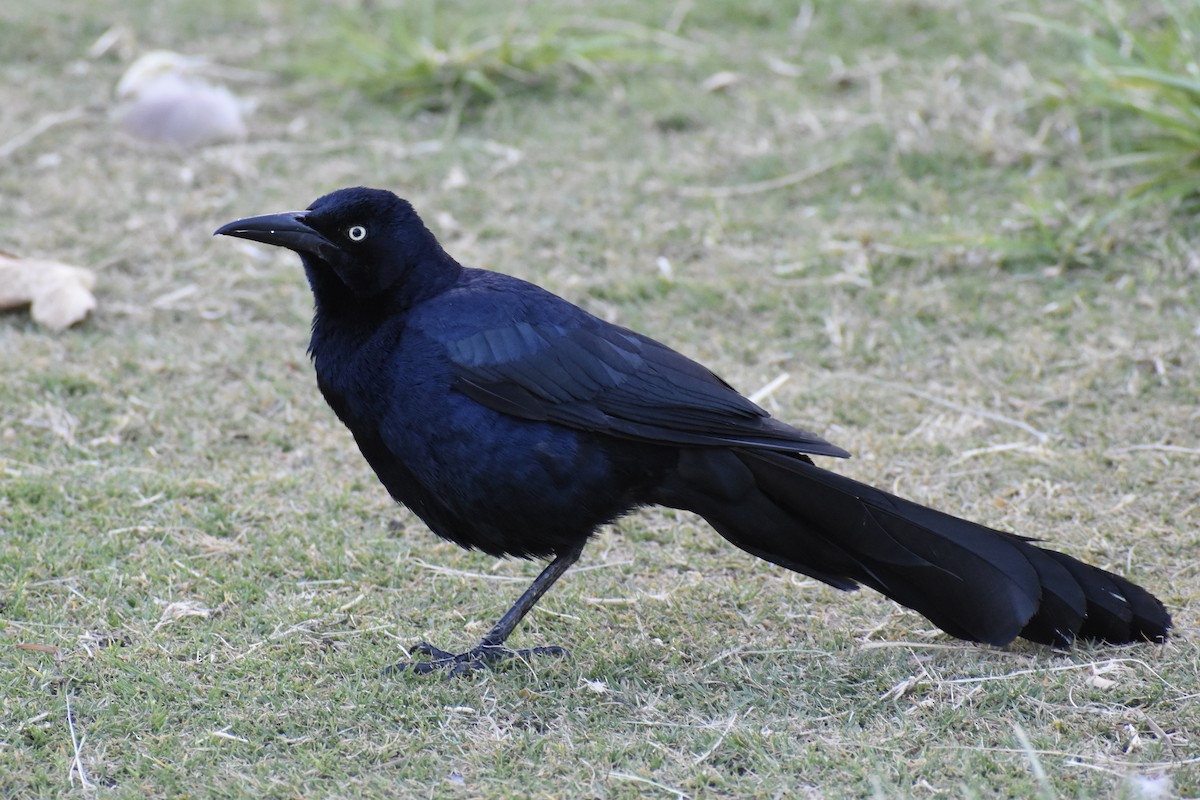 Great-tailed Grackle - ML619869612