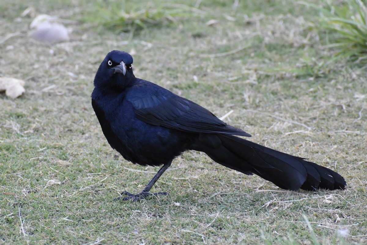 Great-tailed Grackle - ML619869613