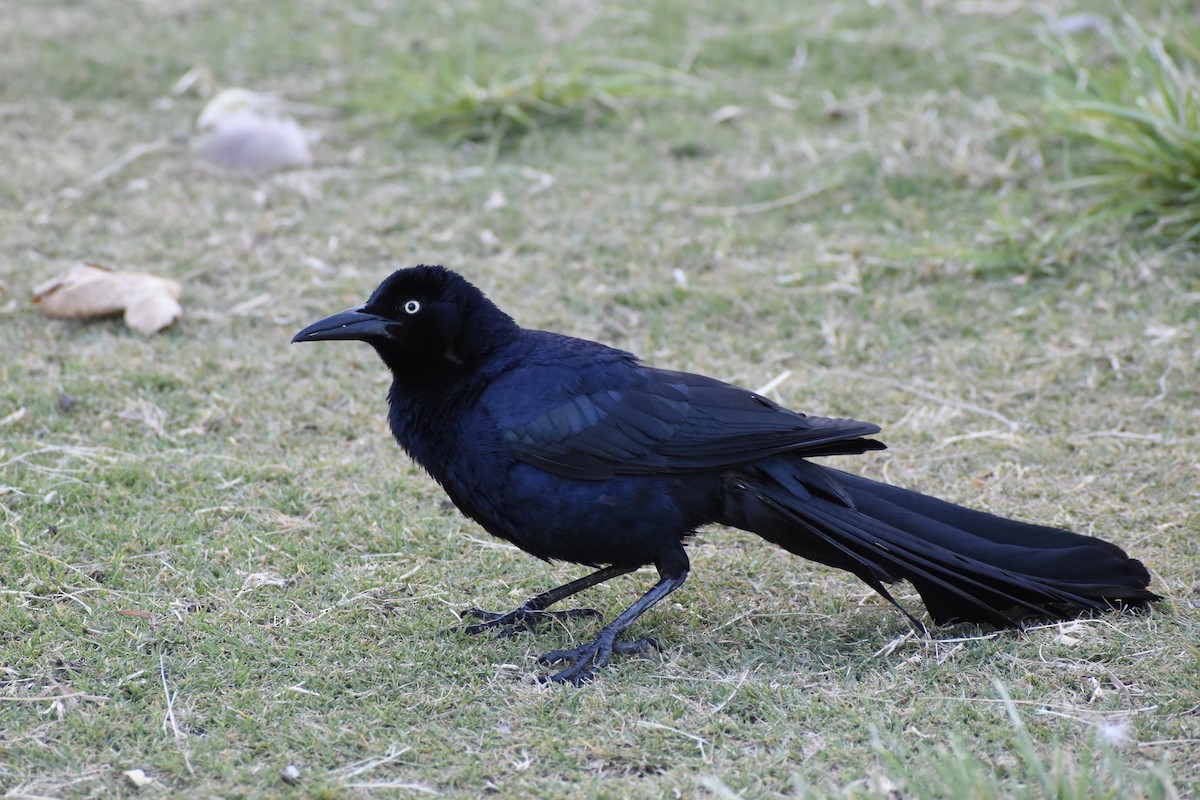 Great-tailed Grackle - ML619869614