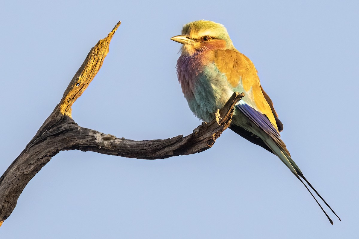 Lilac-breasted Roller - ML619869615