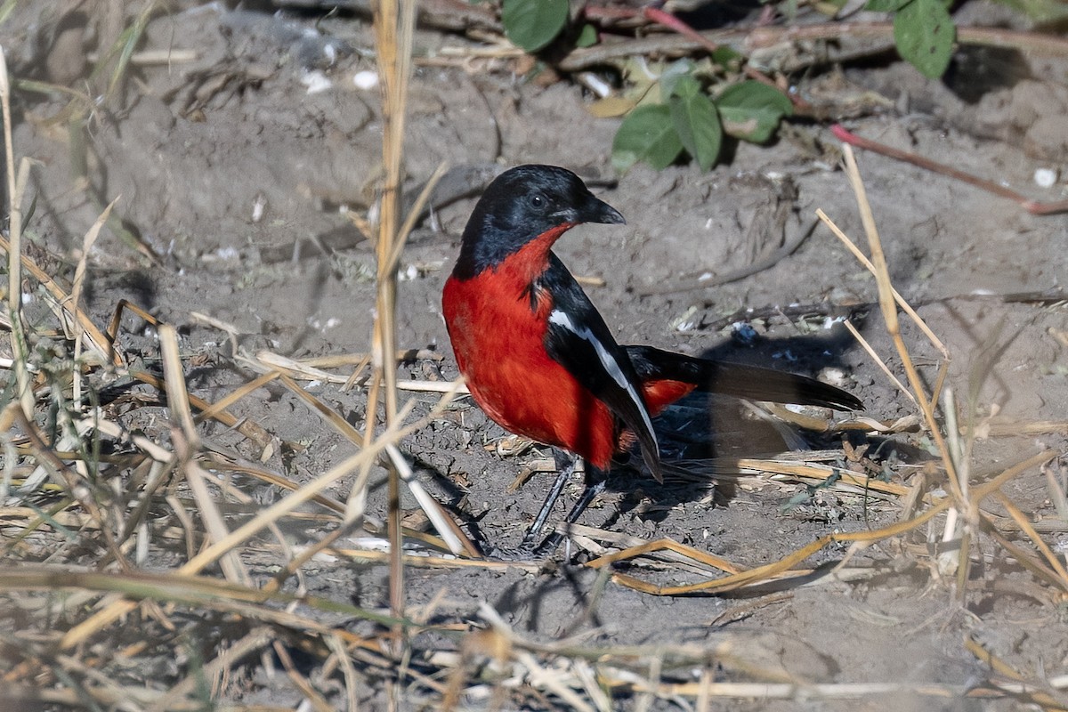 Crimson-breasted Gonolek - ML619869618