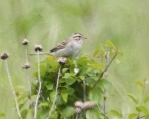 Clay-colored Sparrow - ML619869621