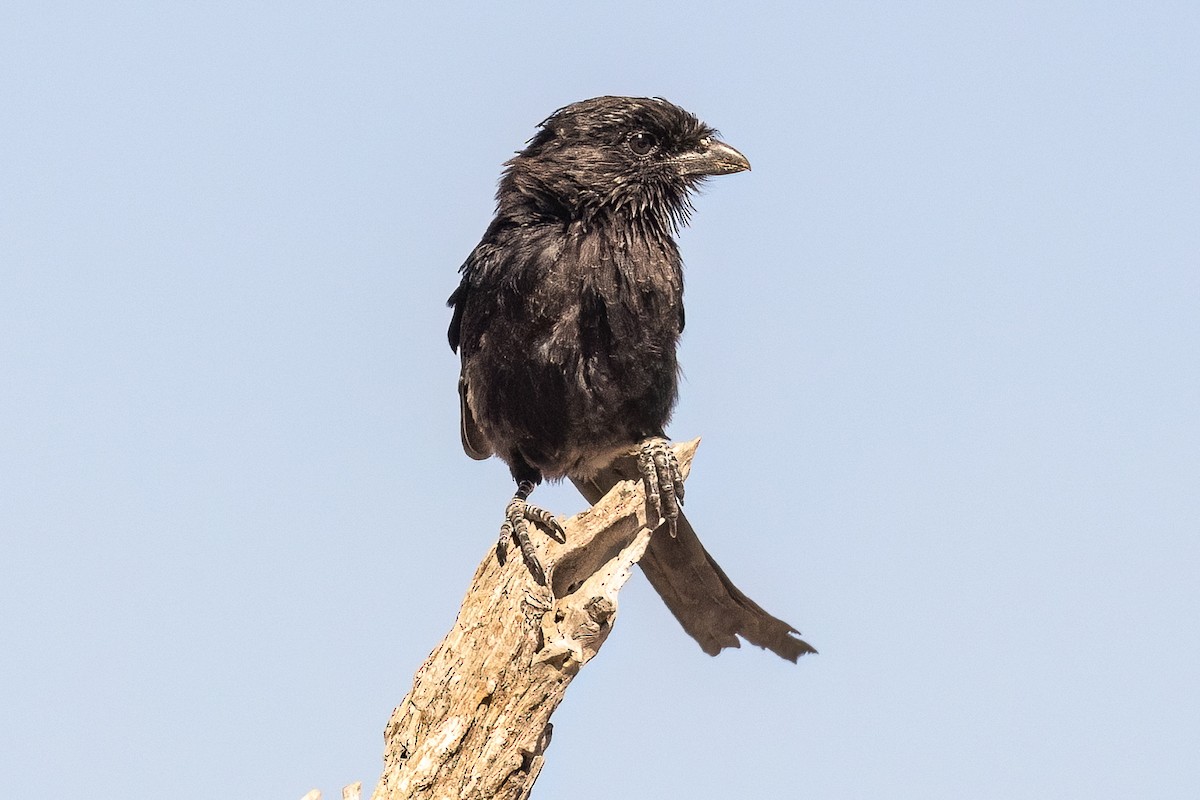Fork-tailed Drongo - ML619869622