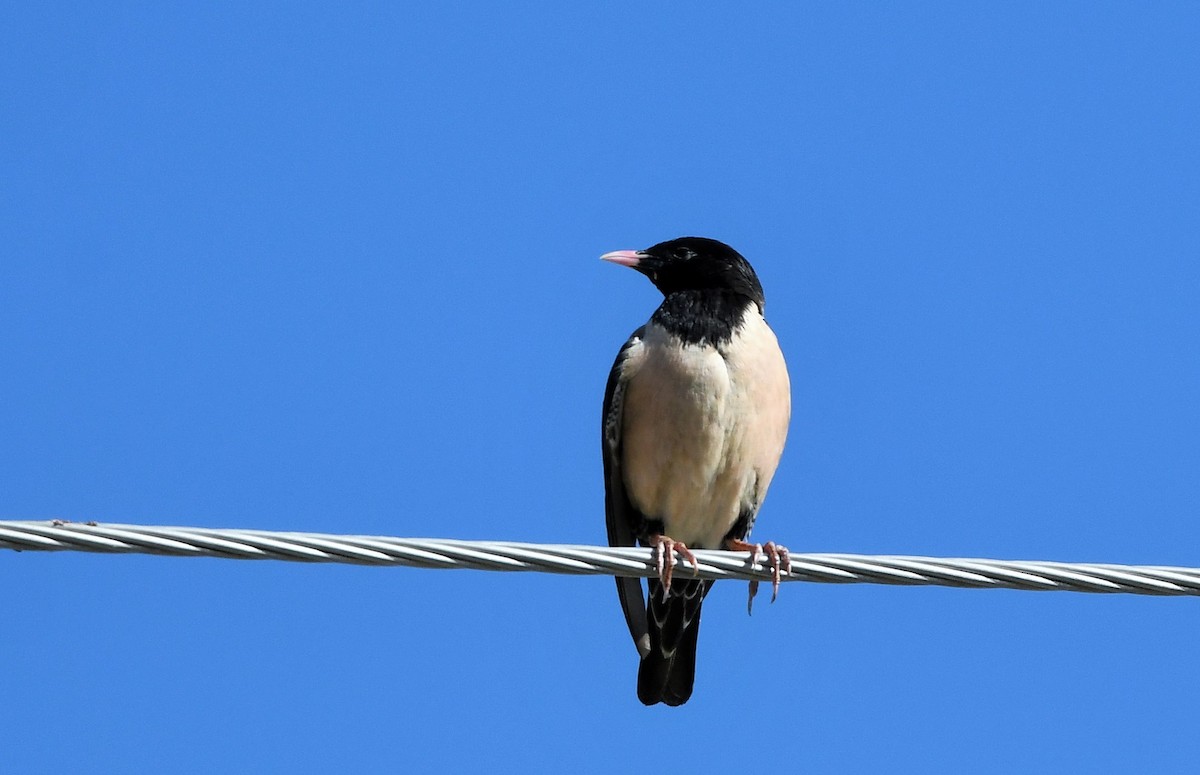 Rosy Starling - ML619869650