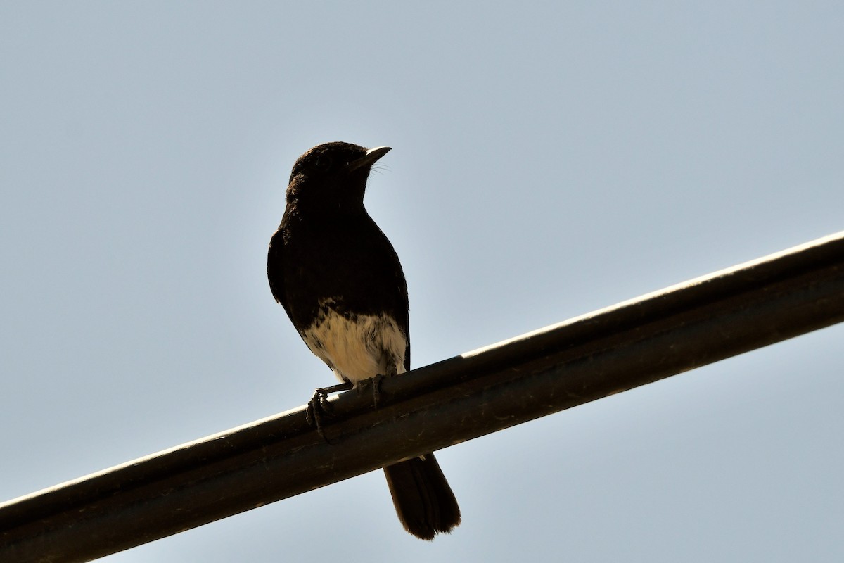 Pied Bushchat - ML619869657