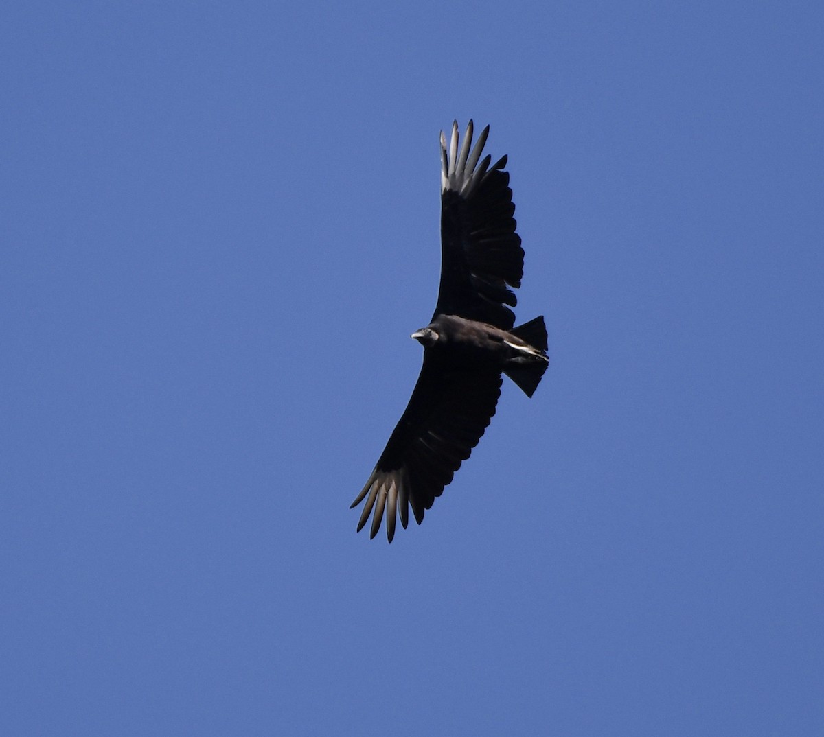 Black Vulture - ML619869667