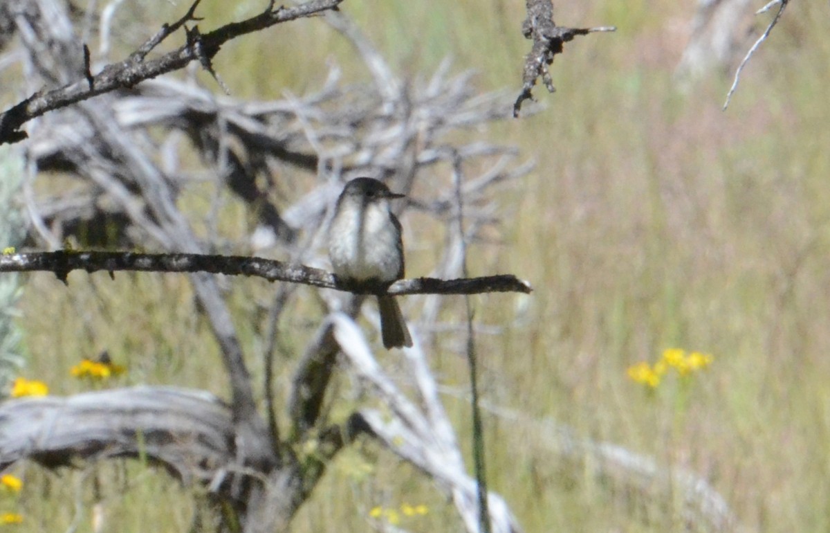 Gray Flycatcher - ML619869669