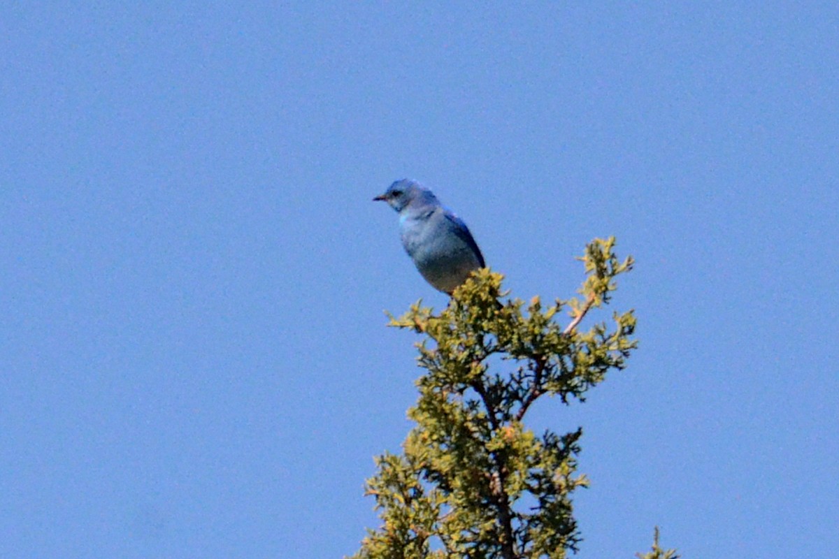 Mountain Bluebird - ML619869680