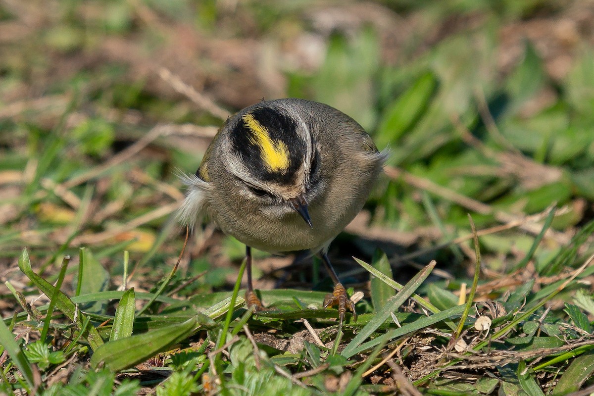 Golden-crowned Kinglet - ML619869685