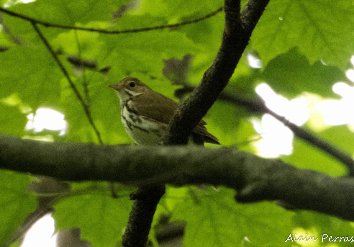 Ovenbird - ML619869692