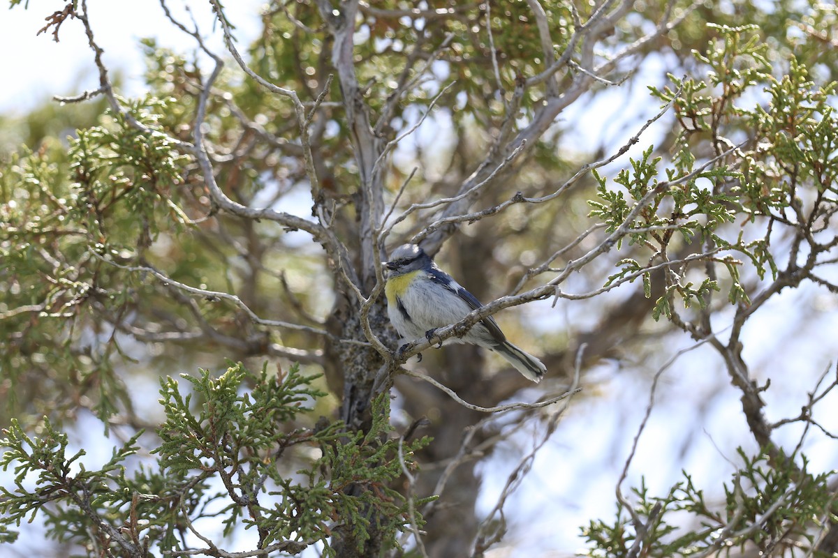 Azure Tit (Yellow-breasted) - ML619869707