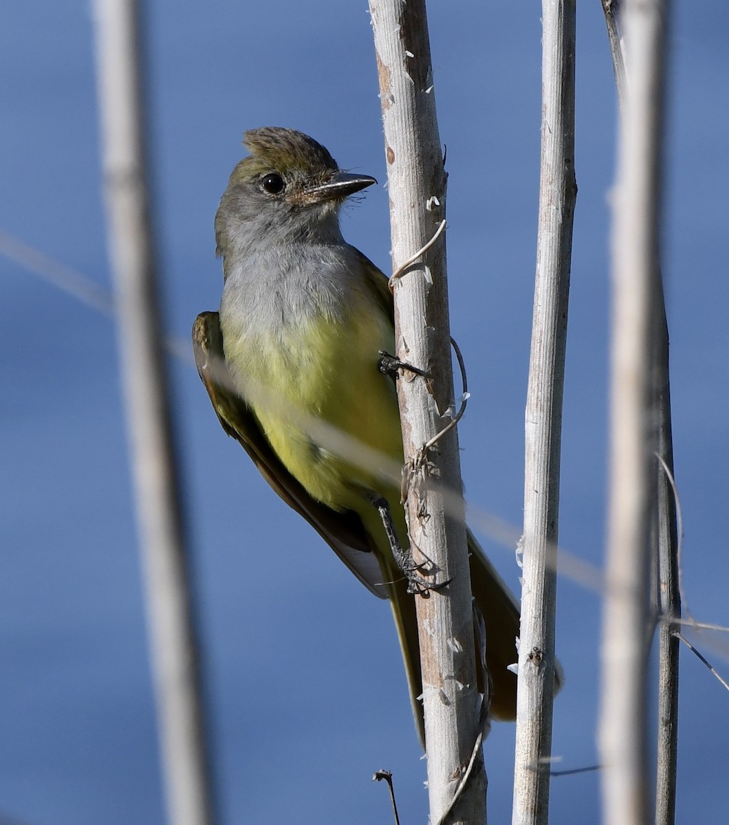 Great Crested Flycatcher - ML619869709