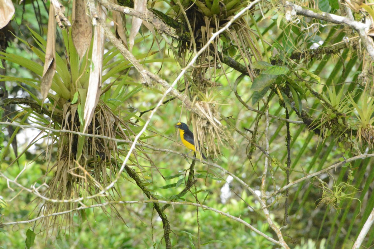 Yellow-throated Euphonia - ML619869714