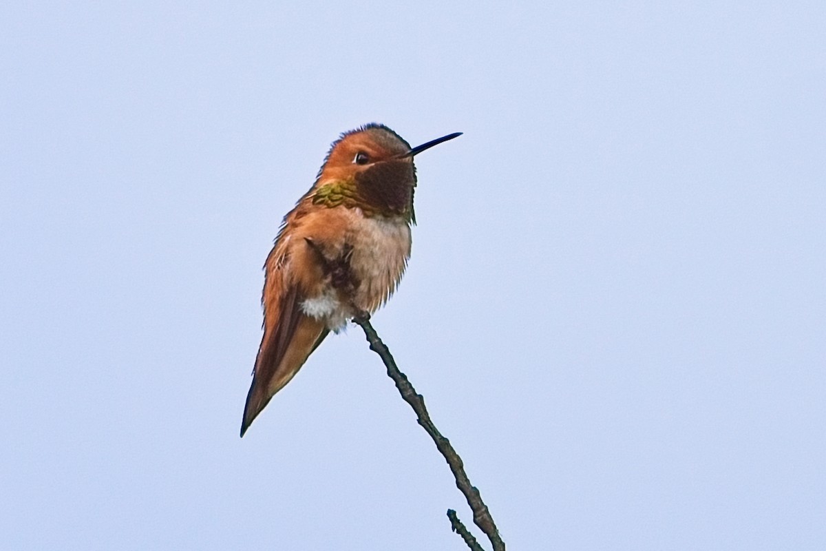 Rufous Hummingbird - ML619869719