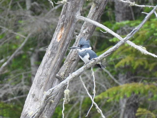 Belted Kingfisher - ML619869756