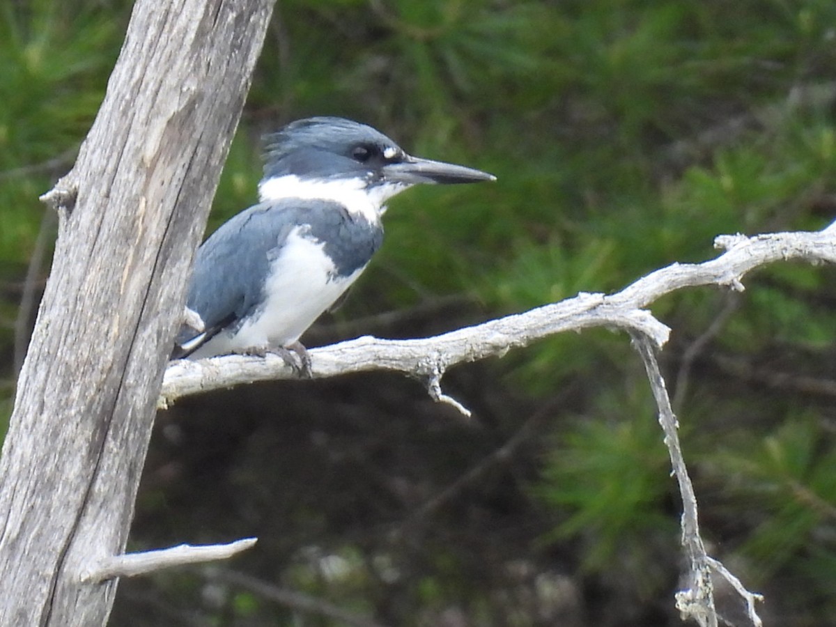 Belted Kingfisher - ML619869757