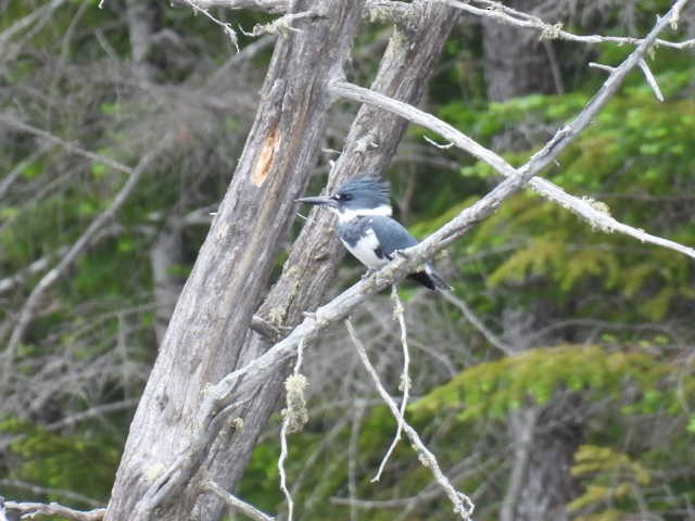 Belted Kingfisher - ML619869758