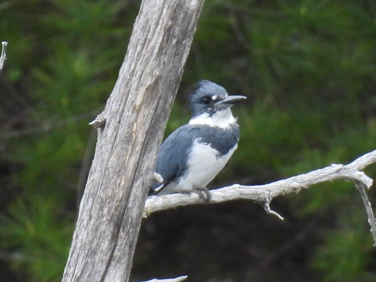 Belted Kingfisher - ML619869759