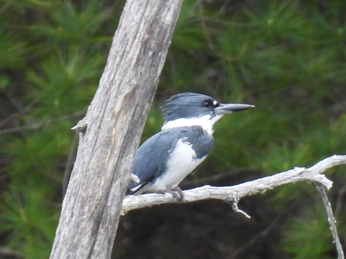 Belted Kingfisher - ML619869760