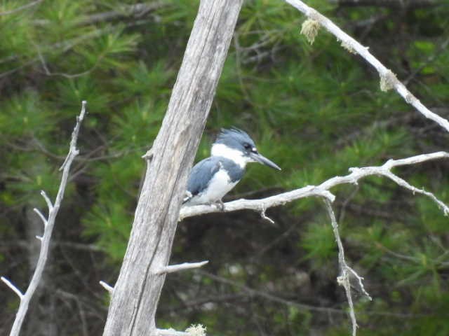 Belted Kingfisher - ML619869761