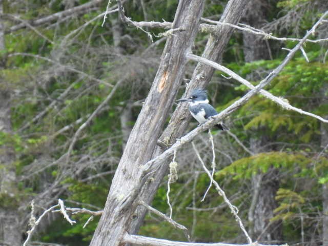Belted Kingfisher - ML619869762