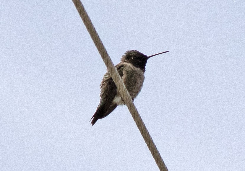 Black-chinned Hummingbird - ML619869780