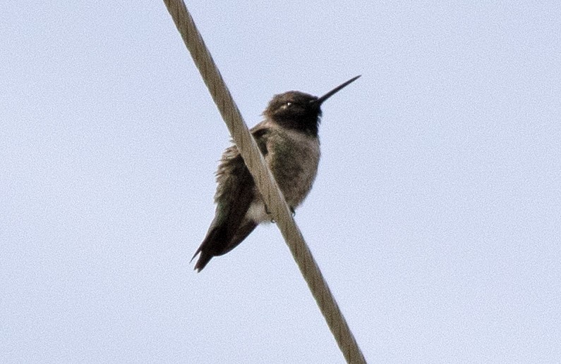 Black-chinned Hummingbird - ML619869781