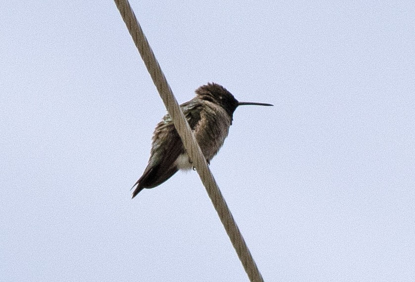 Black-chinned Hummingbird - ML619869782
