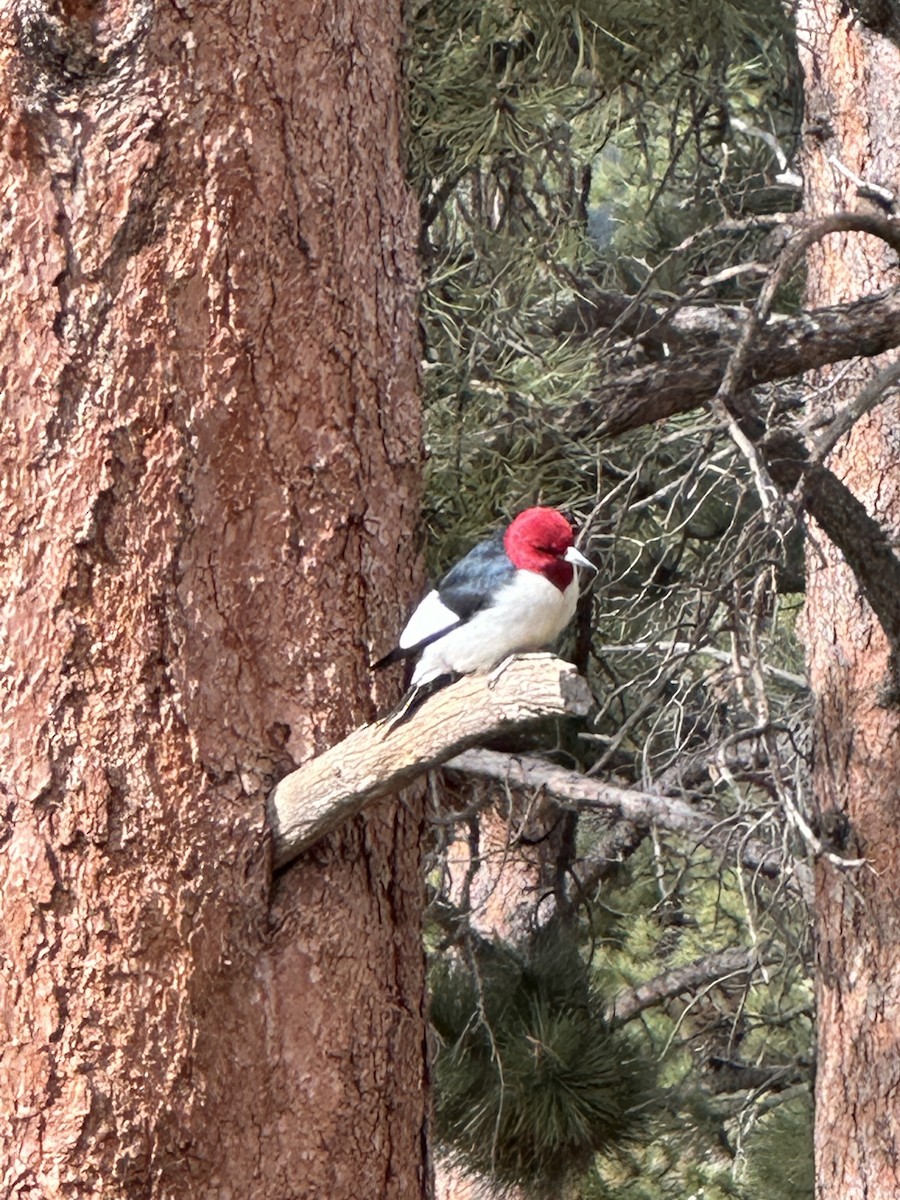 Red-headed Woodpecker - ML619869799