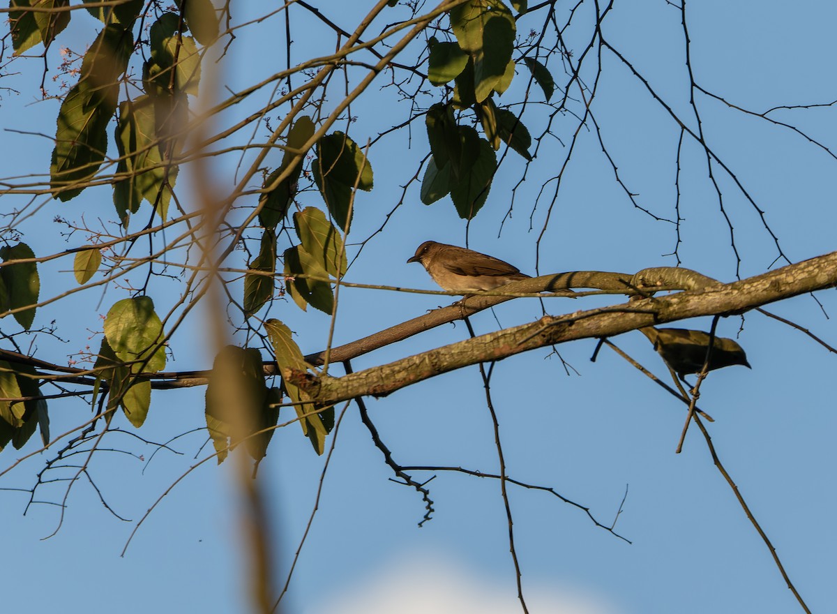 Black-billed Thrush - ML619869822