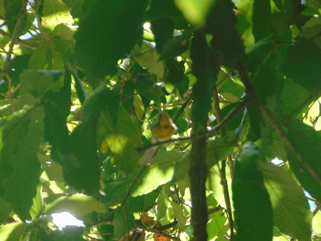 Crescent-chested Warbler - ML619869836
