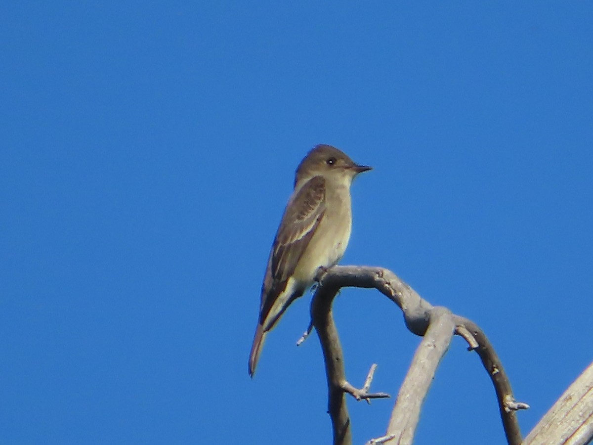 Western Wood-Pewee - ML619869856