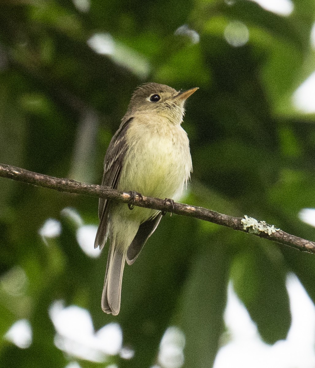 Western Flycatcher - ML619869859