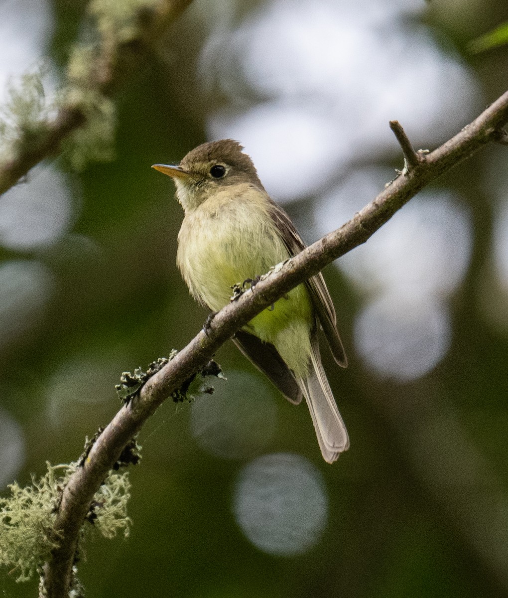 Western Flycatcher - ML619869862