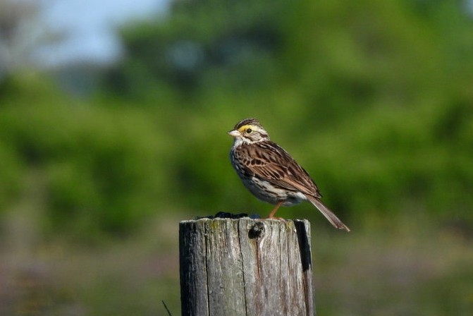 Savannah Sparrow - ML619869872