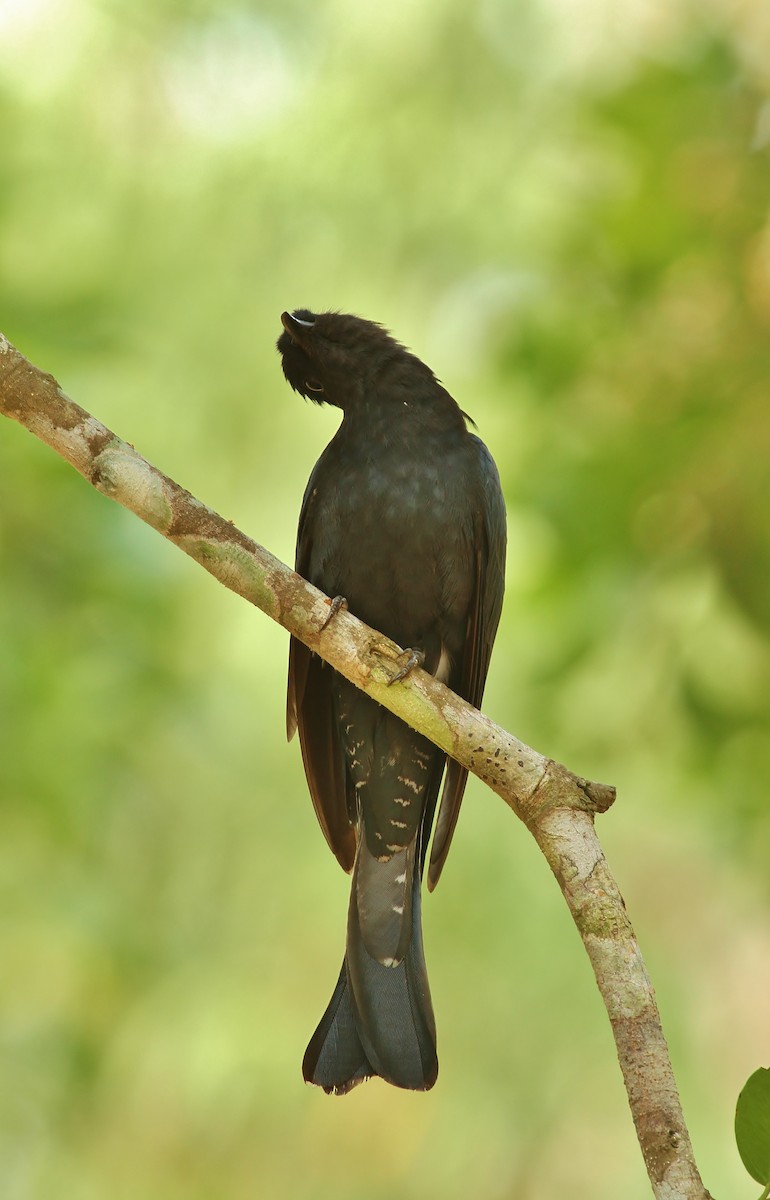 Square-tailed Drongo-Cuckoo - ML619869875