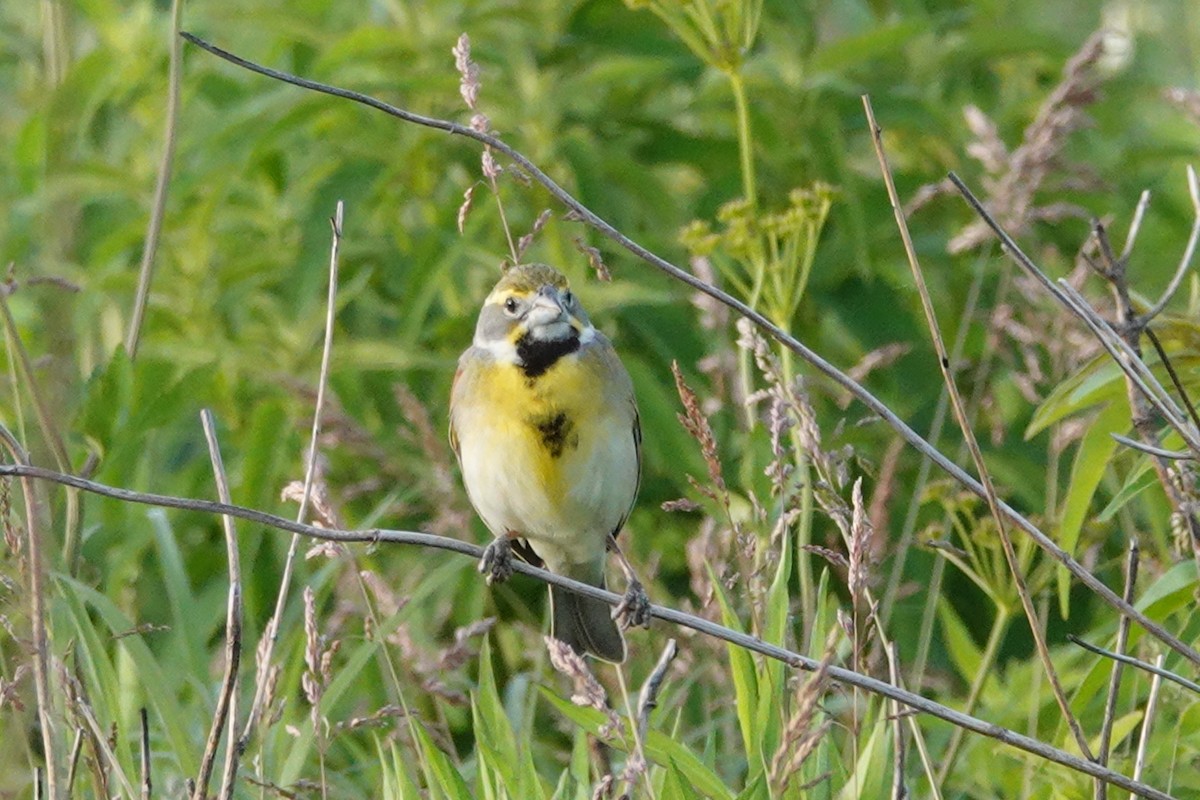 Dickcissel - ML619869877