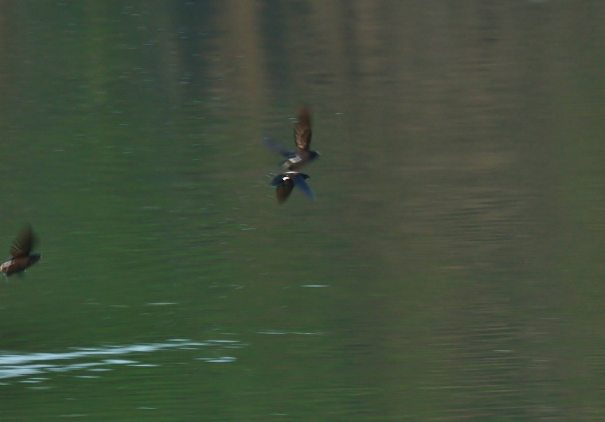 Silver-backed Needletail - ML619869886