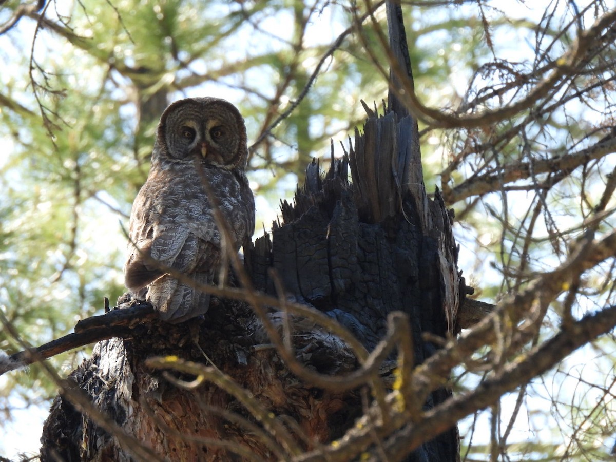 Great Gray Owl - ML619869888