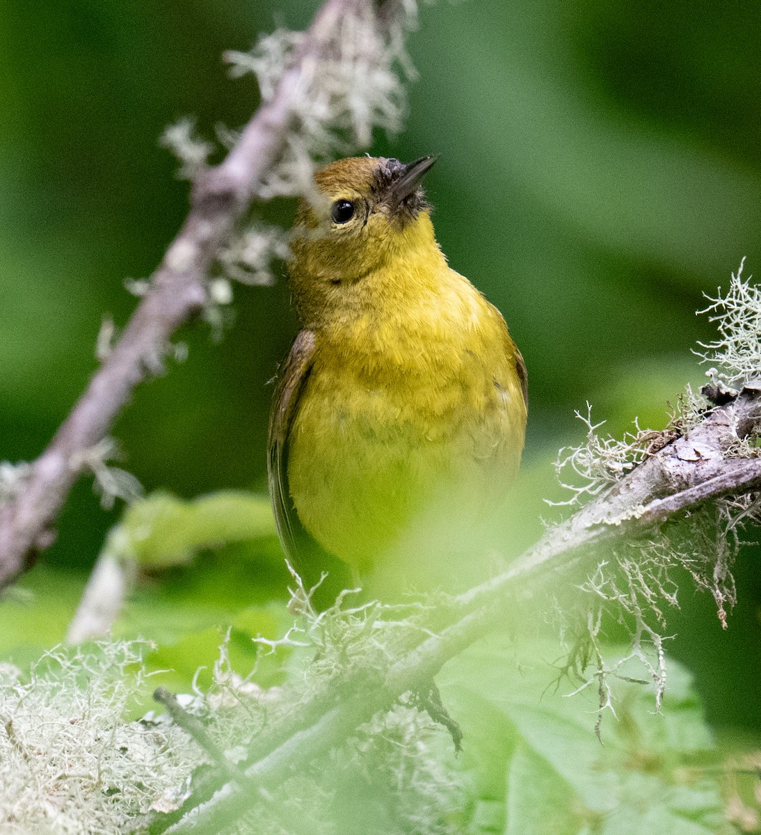 Orange-crowned Warbler - ML619869898