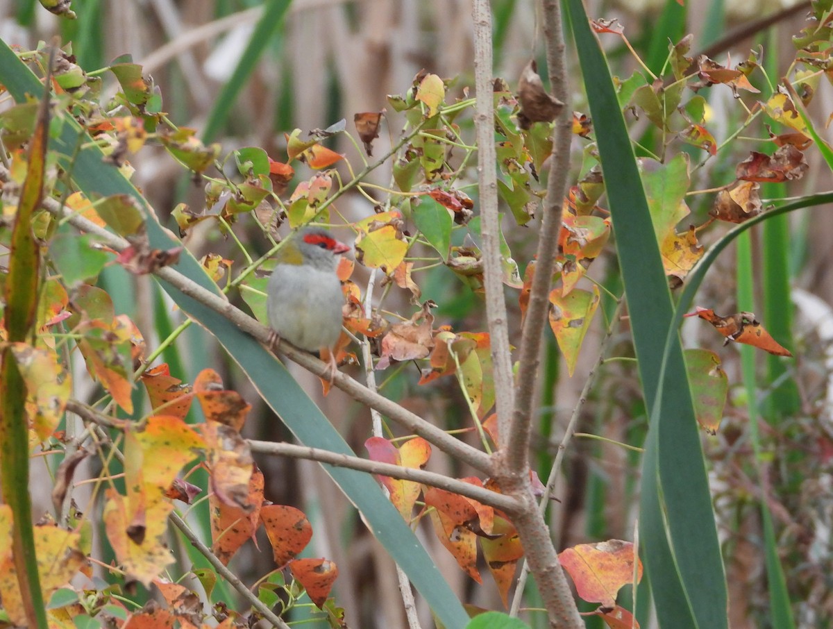 Red-browed Firetail - ML619869901