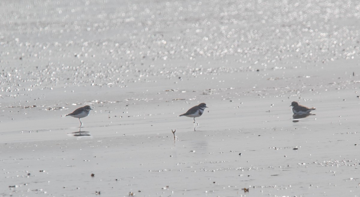 Double-banded Plover - ML619869909