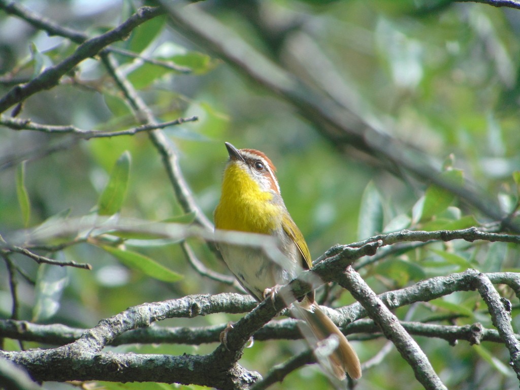 Rufous-capped Warbler (rufifrons Group) - ML619869923